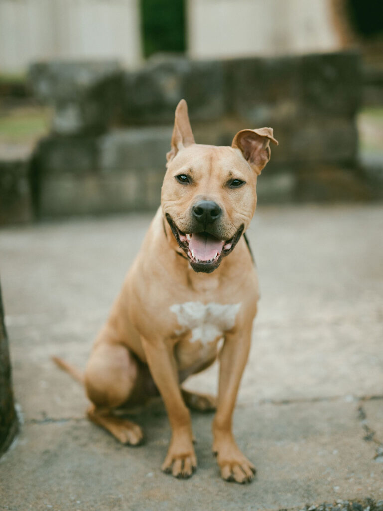 A portrait of a brown pitbull/catahoula leopard dog mix with one straight ear and one floppy ear.