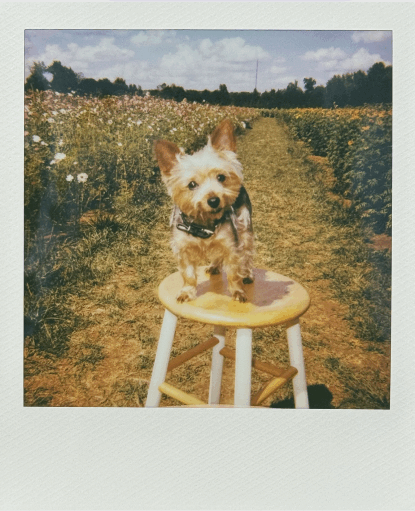 polaroid image of a yorkie on a stool