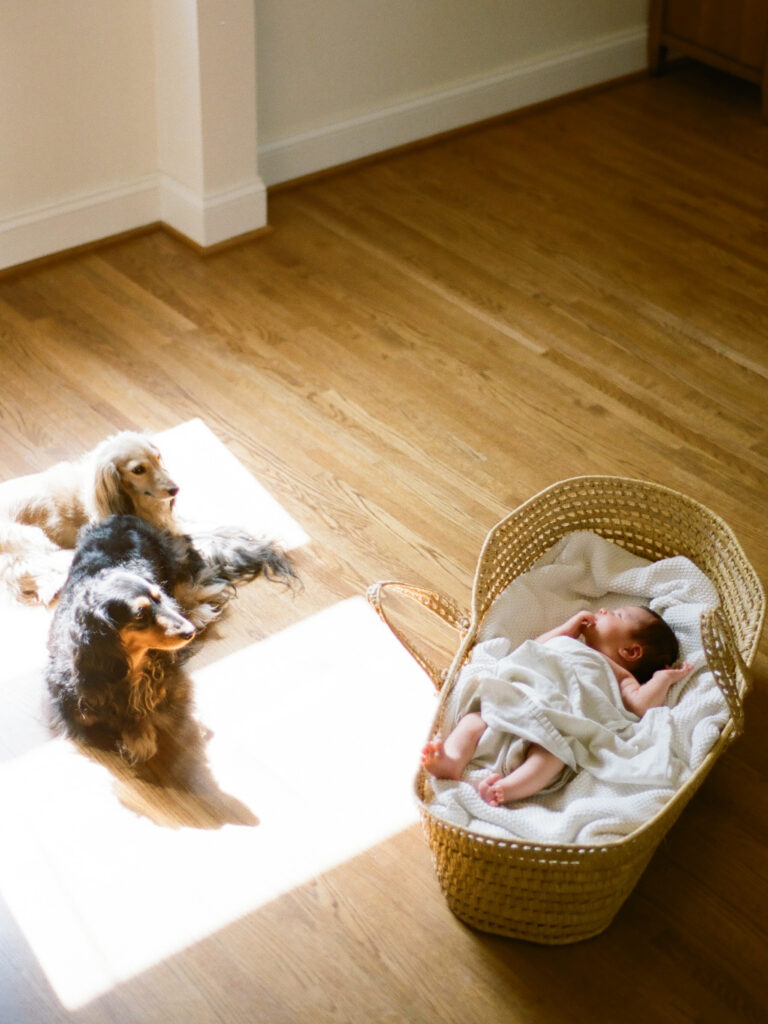 a newborn in a moses basket on the floor with two dachshunds next to him
